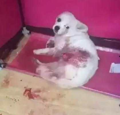 西安狗狗爆料事件视频播放,一窥宠物生活背后的故事 第2张 西安狗狗爆料事件视频播放,一窥宠物生活背后的故事 第2张