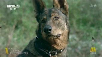 犬王电影在线观看,在线观影，探寻忠诚与勇气的传奇故事