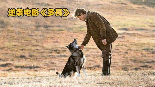 犬王电影在线观看,在线观影,探寻忠诚与勇气的传奇故事 第3张 犬王电影在线观看,在线观影,探寻忠诚与勇气的传奇故事 第3张
