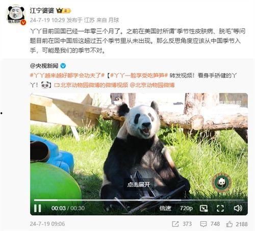 大熊猫丫丫最新爆料消息,揭秘她的生活点滴与成长历程 第1张 大熊猫丫丫最新爆料消息,揭秘她的生活点滴与成长历程 第1张
