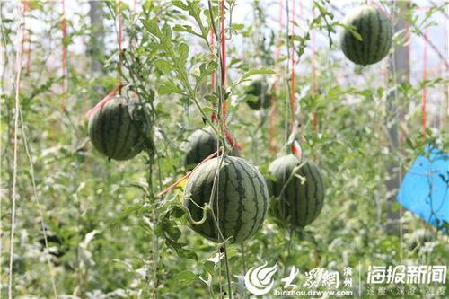 郯城网红吃瓜事件视频,一场网络狂欢背后的真相揭秘
