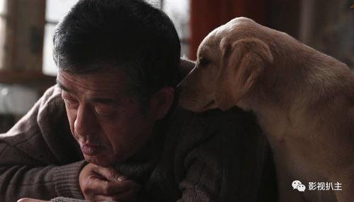 忠爱无言电影在线观看,感人至深的动物情感故事，在线观看感动人心