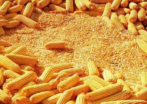 速食玉米爆料视频教程完整版,揭秘完整版视频攻略  第2张 速食玉米爆料视频教程完整版,揭秘完整版视频攻略  第2张