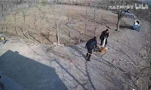 户外虎子被爆料视频造假,揭秘真相背后的疑云重重  第3张 户外虎子被爆料视频造假,揭秘真相背后的疑云重重  第3张