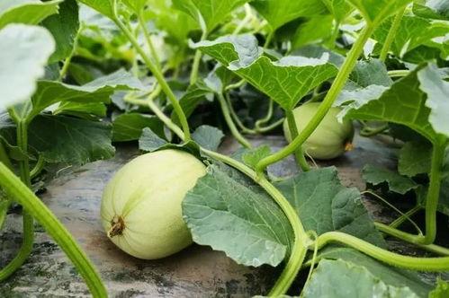 网红吃瓜免费入口微信,微信带你畅享娱乐盛宴  第3张 网红吃瓜免费入口微信,微信带你畅享娱乐盛宴  第3张