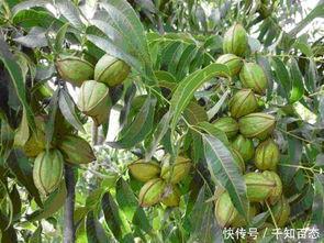 碧根果种植爆料视频播放,视频播放带你领略种植全过程