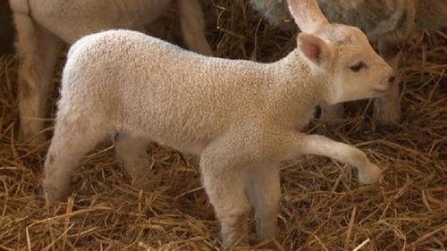 小羊返场爆料视频大全  第2张