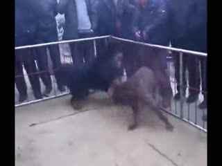 比特爆料视频大全最新 第3张 比特爆料视频大全最新 第3张