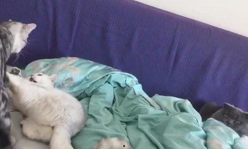 喵喵吃瓜娱乐,揭秘娱乐圈那些不为人知的幕后故事 第2张 喵喵吃瓜娱乐,揭秘娱乐圈那些不为人知的幕后故事 第2张