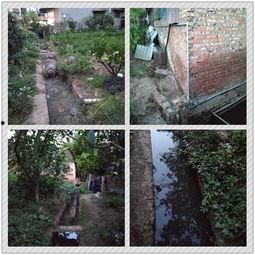 网友爆料猪场视频,揭开养殖业的黑暗面 第3张 网友爆料猪场视频,揭开养殖业的黑暗面 第3张