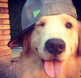 狗砸皮肤最新爆料视频,神秘特效与独特设计首次曝光 第2张 狗砸皮肤最新爆料视频,神秘特效与独特设计首次曝光 第2张